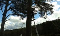 Backwoods Cooking :: Tree Climb Leap of Faith  photo