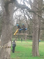 In the Trees photo